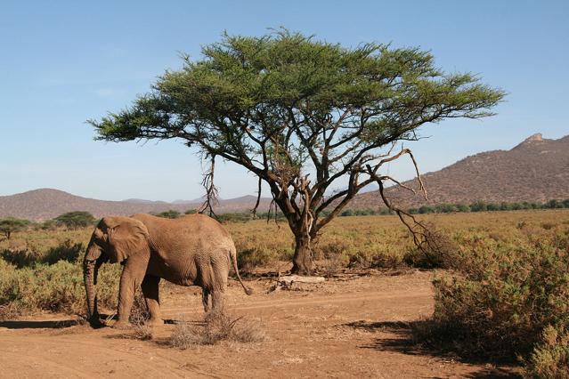 Samburu National Reserve